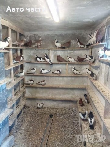 Пазарджишки високолетачи.гъляби.0895486622, снимка 17 - Гълъби - 35840514