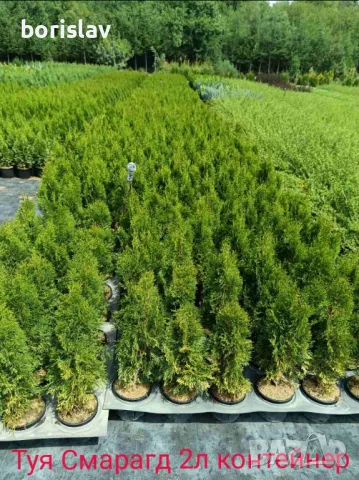 Туя(Смарагд, Фастигията и Ауреа Нана) и кипарис(леилянди, лъже и лимонов) 