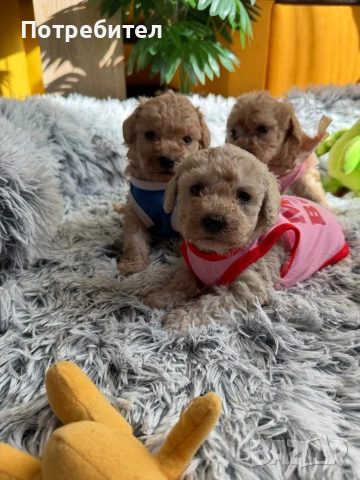 Пудел тойчета , снимка 4 - Пудели - 53762728