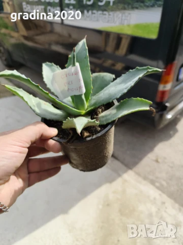 Агаве Американа Блу, снимка 2 - Разсади - 51161280