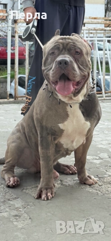 Американско Були ХЛ за разплод