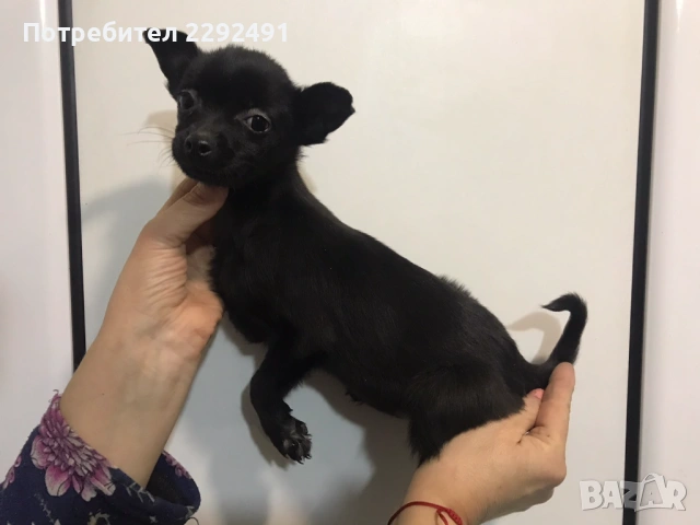 Мини Пинчери 