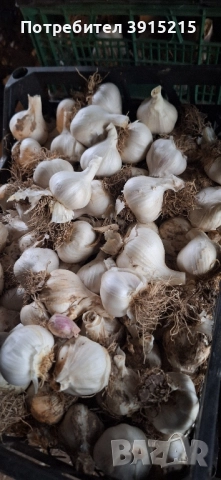 Български чесън.Имам и пролетен., снимка 8 - Домашни продукти - 52330286