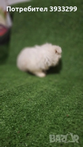 Малтийска болонка мини момиче, снимка 4 - Болонка - 53116936