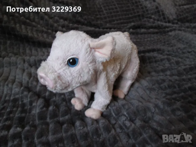 Прасенце бебе, снимка 1