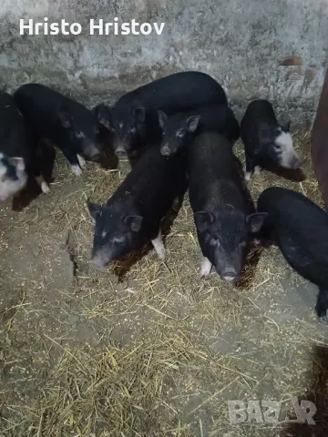 Виетнамски прасета , снимка 12 - Други животни - 48038500