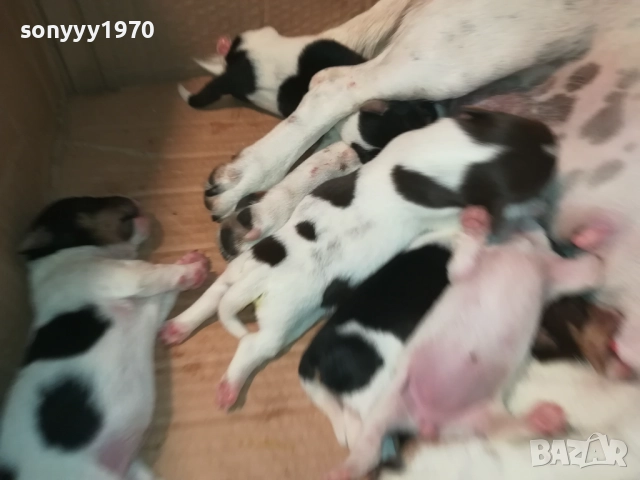 ДЖАК РЪСЕЛ 250ЛВ ЗА КУТРЕ 2008251933, снимка 12 - Джак ръсел териер - 51433966