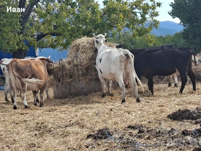 Продавам стадо крави, снимка 3 - Крави - 56273149