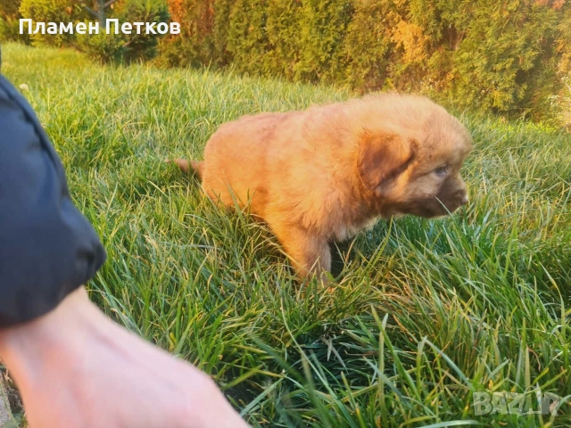 Българско овчарско куче , снимка 3 - Каракачанска овчарка - 52714244