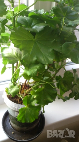 Продавам разсад - висящи мушката; микс цветове, снимка 4 - Стайни растения - 52958131