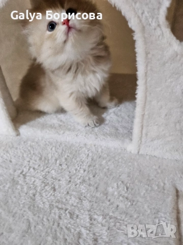 Родословни Британски котета  промоционолна цена за 8 март, деня на жената!, снимка 4 - Британска късокосместа - 53502654