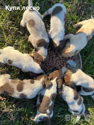 Кученца за трюфели , снимка 3 - Други - 51565937