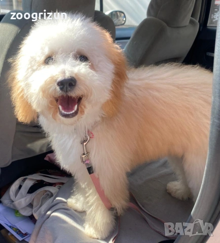 Малки кавапу пудели