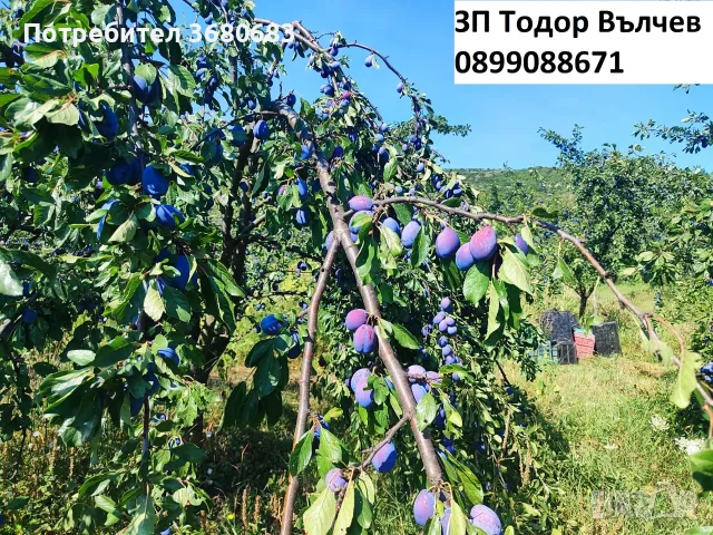 Сини сливи за ракия, сладка, компоти, сокове и други., снимка 5 - Домашни продукти - 55735706