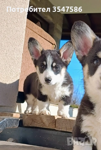 Трицветно кученце Уелско корги пембрук - мъжки, снимка 14 - Други - 53220591