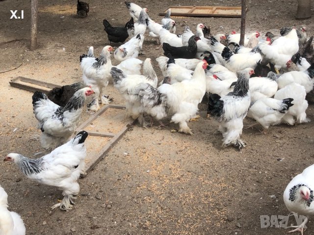 Невероятни БРАМА кокошки , снимка 16 - Кокошки и пуйки - 42342424