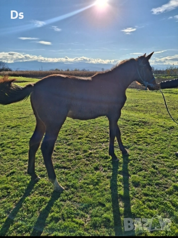 Женско спортно конче , снимка 4 - Коне - 52657494
