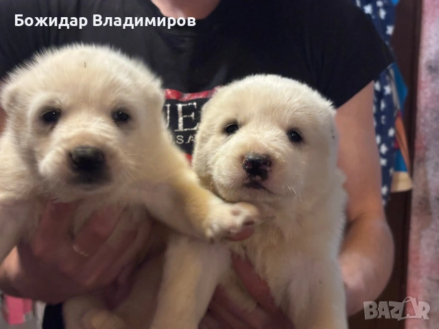 продавам алабайчета, снимка 2 - Алабай - 53250581