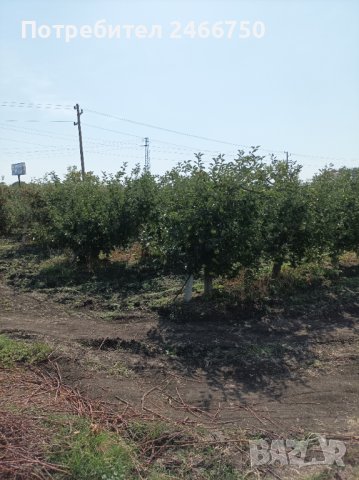 Продавам ябълкова градина, снимка 7 - Земеделска земя - 42316614