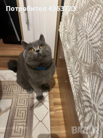 За разплод, снимка 3 - Търси партньор - 52573646