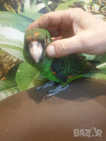Продавам Жардина (Конгоански папагал), снимка 9 - Папагали - 44779416