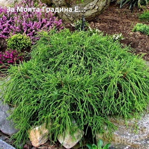 Лъжекипарис - Нана, снимка 3 - Градински цветя и растения - 53634311