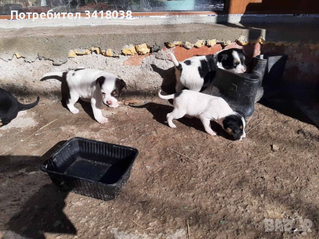 уникални кученца подарявам!, снимка 4 - Други - 53719470