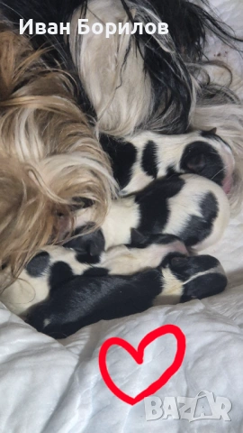 Biewer terrier Sofia , снимка 5 - Йоркширски териер - 53742812