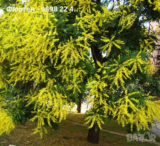 Китайски Мехурник -Koelreuteria “Paniculata”