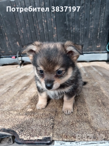 мъжки и женски кучета , снимка 2 - Пинчер - 52864232