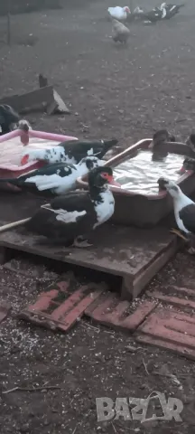 Продавам неми юрдечки малки и големи!, снимка 5 - други­ - 47464575