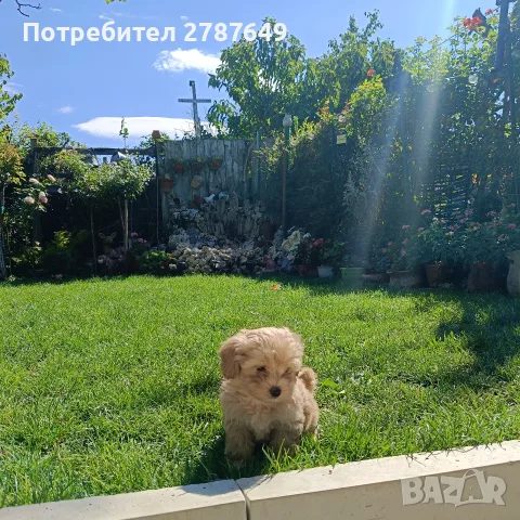 Малтипу момичета, снимка 6 - Пудели - 56056116
