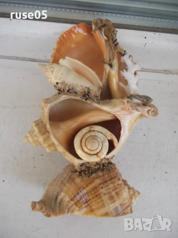 Фигура от морски дарове, снимка 6 - Други стоки за дома - 50553053