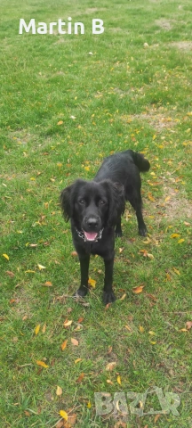 Подарявам женско куче на 1 година и 3 месеца