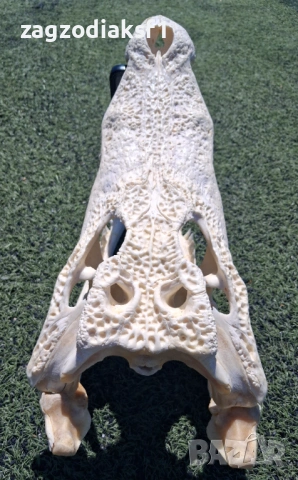 ЧЕЛЮСТ от Истински КРОКОДИЛ, снимка 4 - Колекции - 53080066