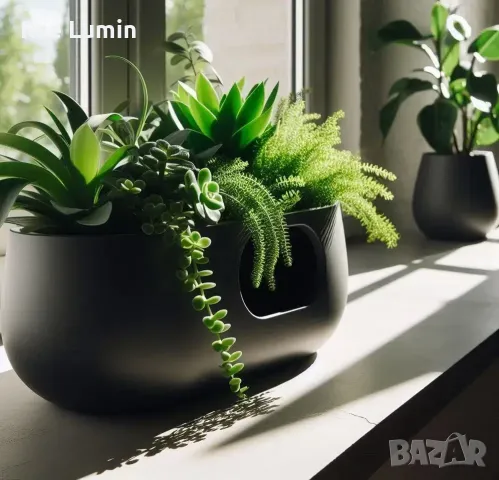 Саксия, снимка 1