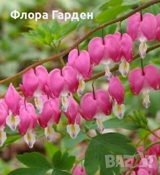 КЛЕМАТИС, БОЖУР - Коренища- ПРЕДВАРИТЕЛНИ ПОРЪЧКИ, снимка 13 - Градински цветя и растения - 53650447