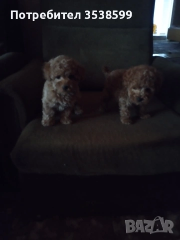 Той Пуделчета , снимка 3 - Пудели - 52909276