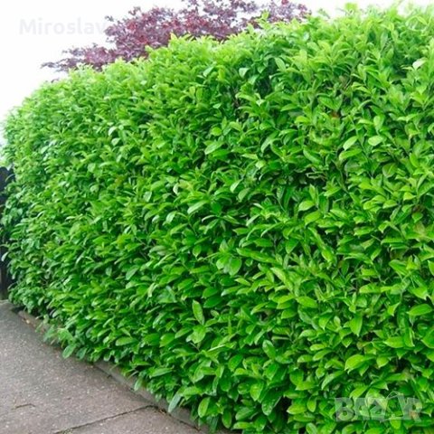 Лавровишна (Prunus laurocerasus), снимка 5 - Градински цветя и растения - 42163604