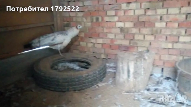 Чифт чернокрили пауни , снимка 2 - други­ - 51221567