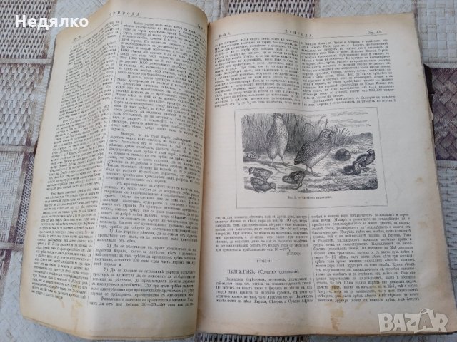 Списание "Природа",Първи брой,1893г., снимка 6 - Антикварни и старинни предмети - 35869889