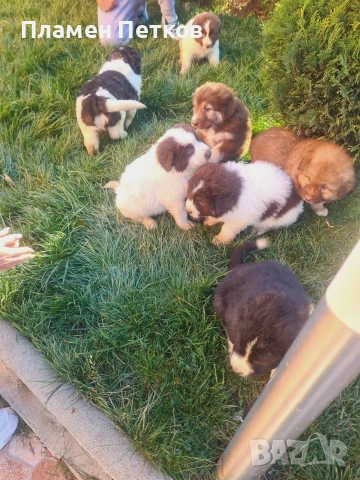 Българско овчарско куче 