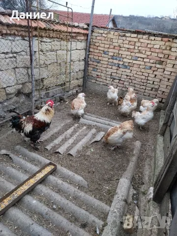 Фаверол, снимка 5 - Други животни - 50275579