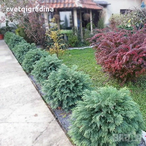 Chamaecyparis lawsoniana ‘Globosa’(Кипраис Глобоза), снимка 2 - Градински цветя и растения - 50710242