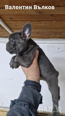 Френски булдочета , снимка 3 - Френски булдог - 53241257