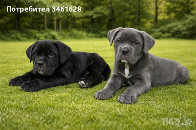 Кане Корсо бебета, снимка 2 - Кане корсо - 53507309