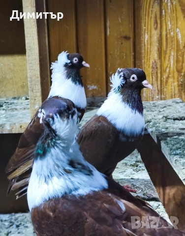Чифт Чирпански гълъби , снимка 4 - Гълъби - 52955644
