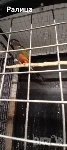 Патагонска ара/конура, снимка 5 - Папагали - 49471080