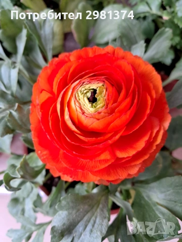 Лютиче, снимка 4 - Сортови семена и луковици - 53602723