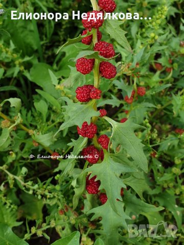 Гърличе (Chenopodium virgatum) алкохолен извлек (с клетъчен комплекс регенерация)  30 мл, снимка 1 - Други - 41708140